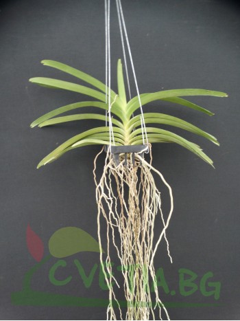 Ванда (Vanda kulwadee fragrance)